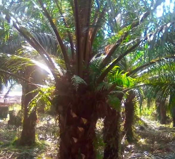 Organic red palm oil from Lingofe plantation