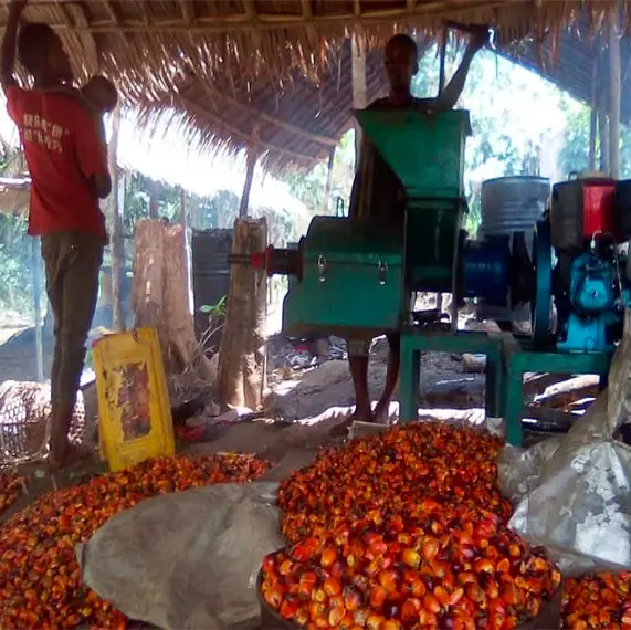 Local production at Lingofe plantation