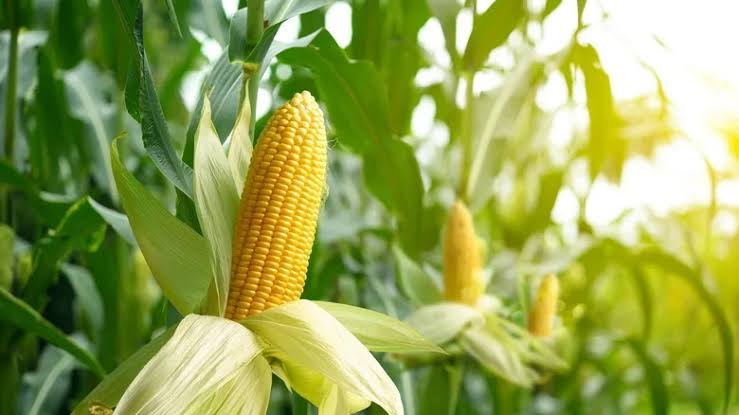 Maize crop at Etablissement Lingofe