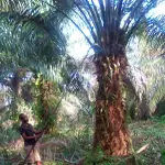 Lingofe plantation